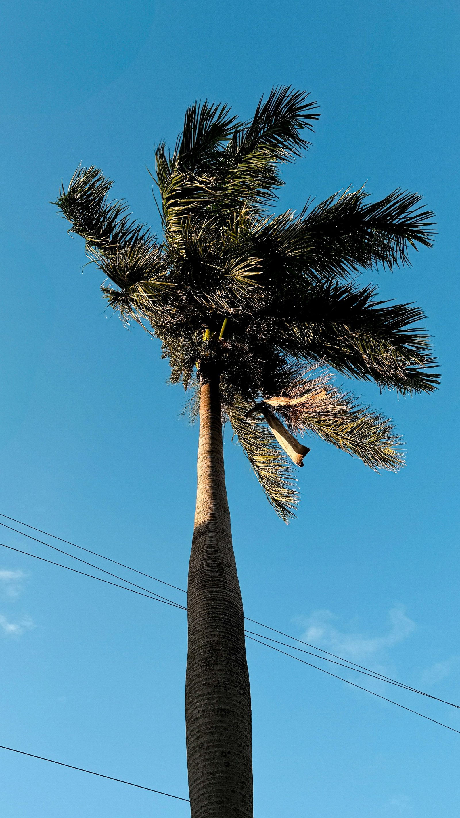 Palm tree on Miami Beach in daylight (Saturated / Unsplash)